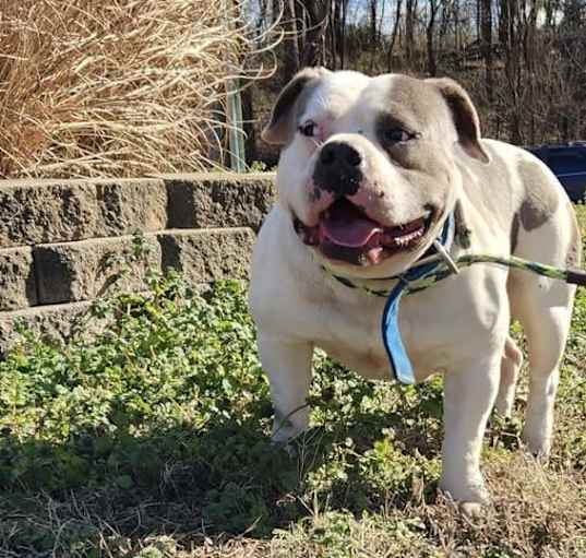 Photo of Cannoli