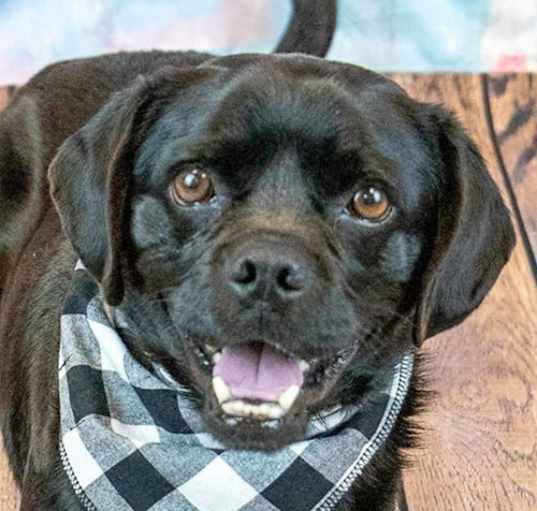 Photo of Barkley