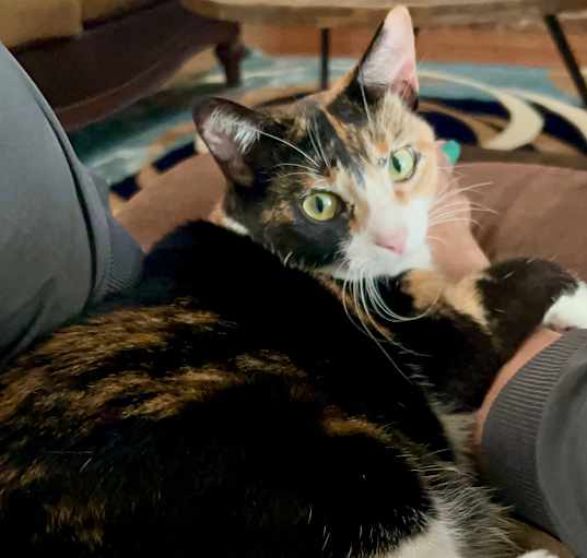Photo of Lucky loves cuddle time