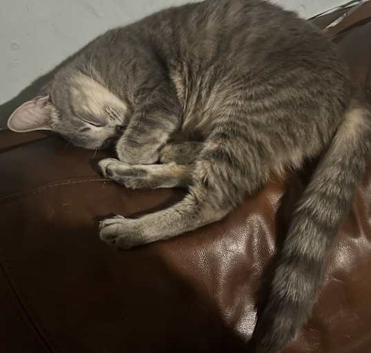 Photo of Tiny