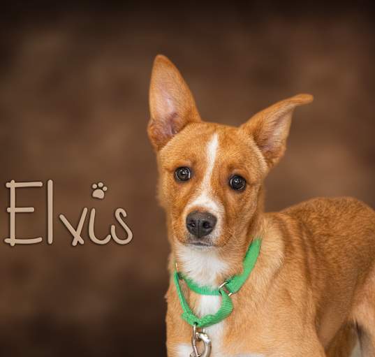 Photo of Elvis