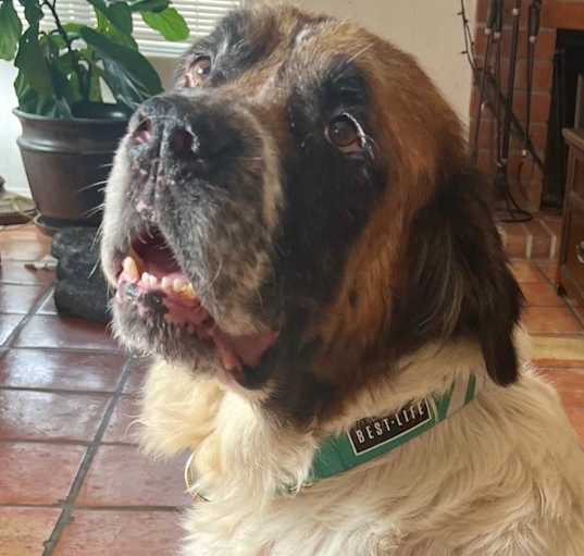 Photo of Juno