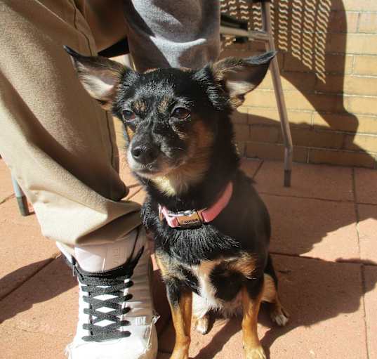 Photo of Sheba
