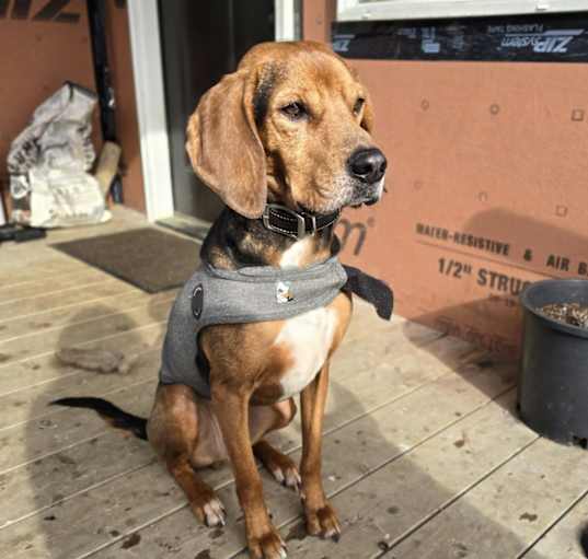 Photo of Ranger