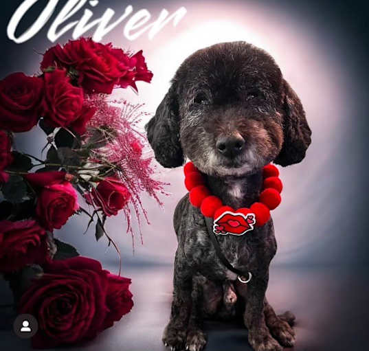 Photo of Oliver
