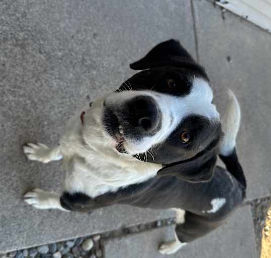 Photo of Spot