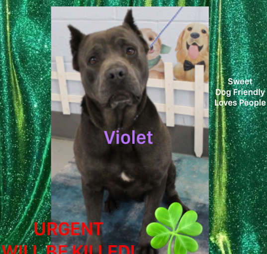 Photo of Violet URGENT HELP NEEDED!