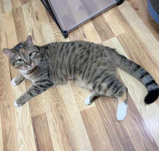 Photo of Ginger