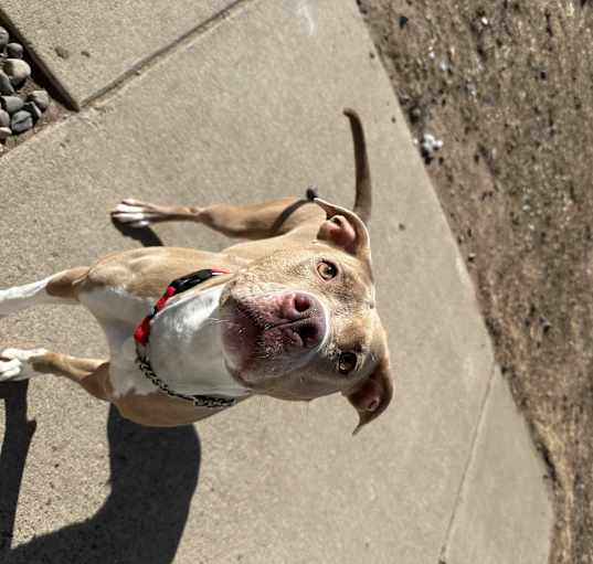 Photo of Nala