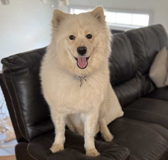 Photo of Stella