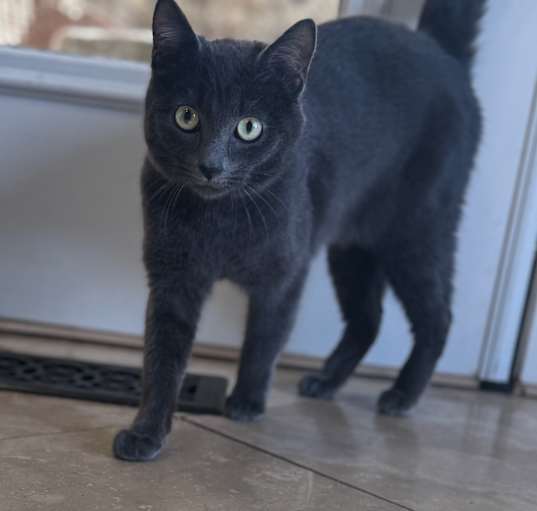 Photo of Tinsel