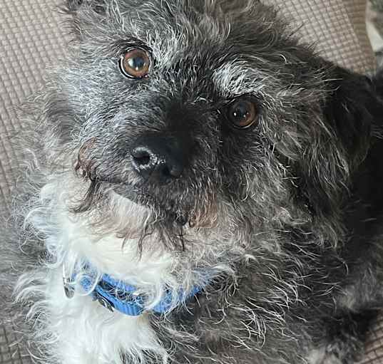 Photo of Mugsy