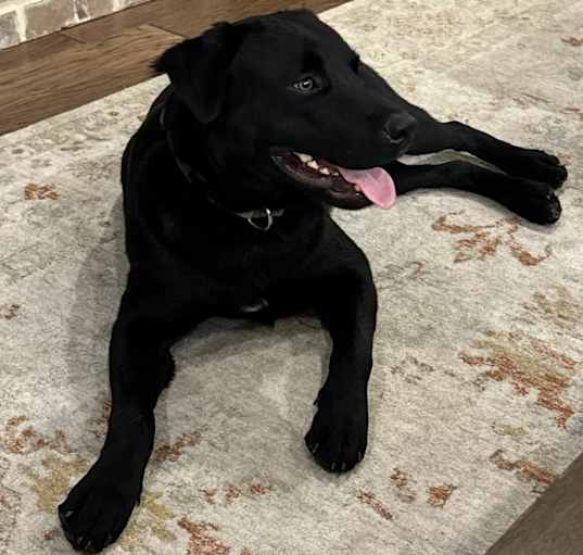 Photo of Tucker