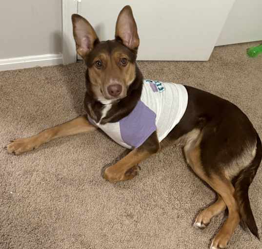 Photo of Bailey