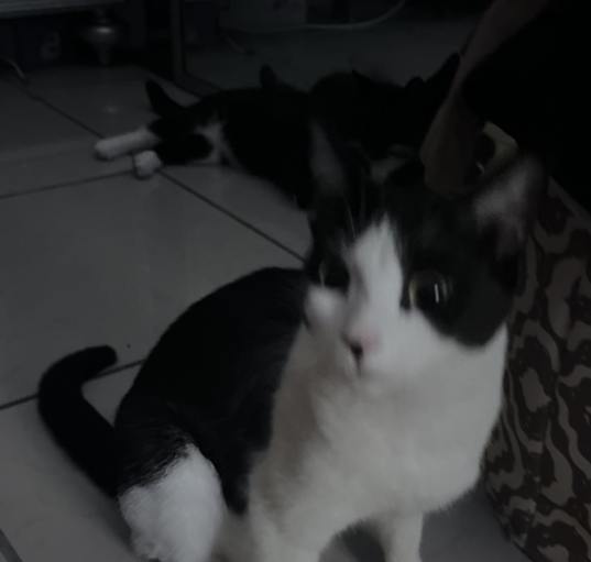 Photo of Pandita,Chiquis,Oreo,Kathy