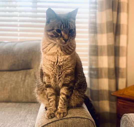 Photo of Gadget