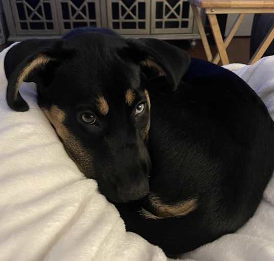 Photo of Riley