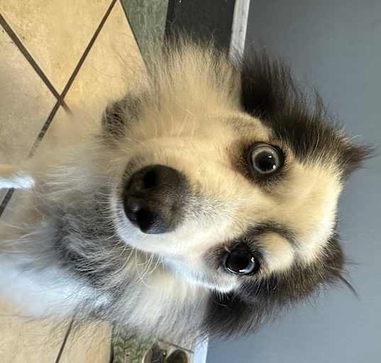 Photo of Alani