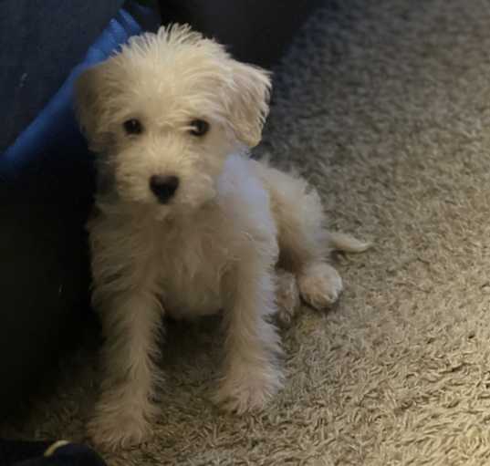 Photo of Sadie