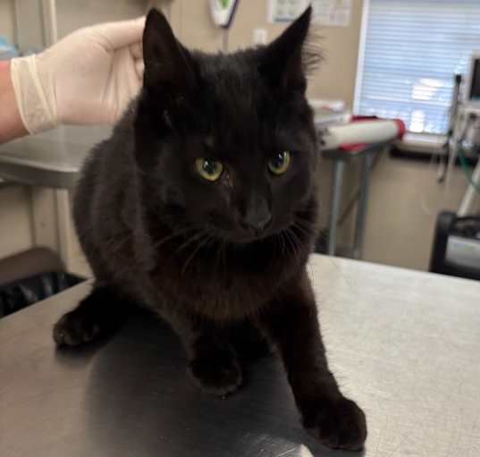Photo of Salem