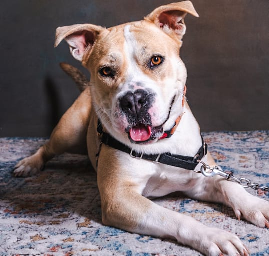 Photo of Smiley 24-4520