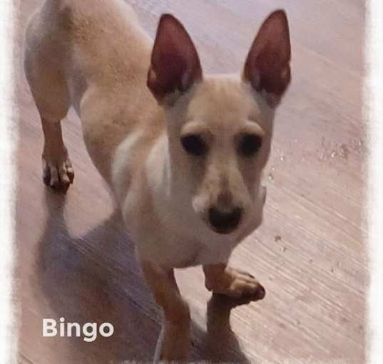 Photo of Bingo