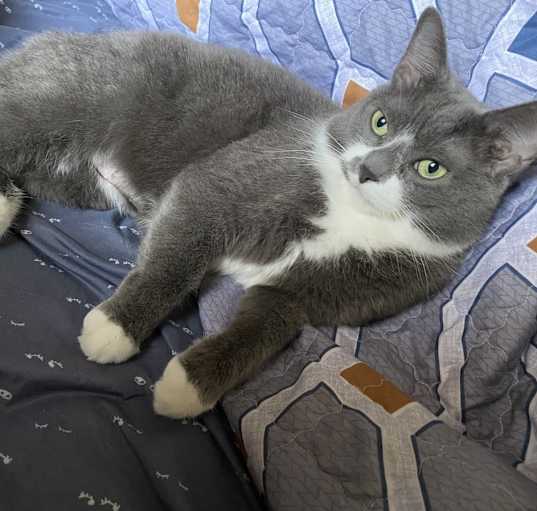 Photo of Willow