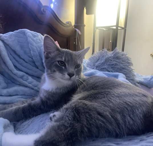 Photo of Toby