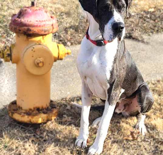 Photo of Buster
