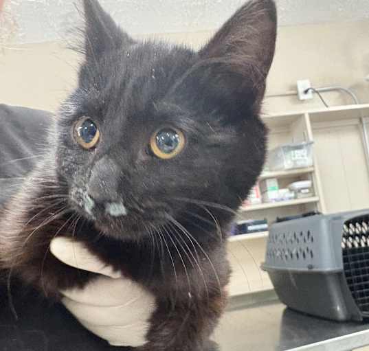 Photo of Shadow