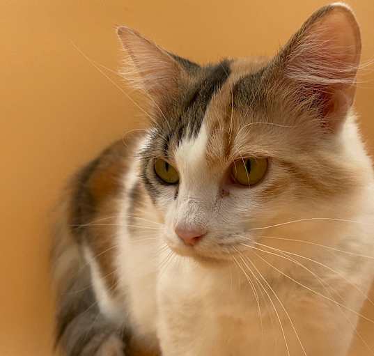 Photo of Sophia Kitty