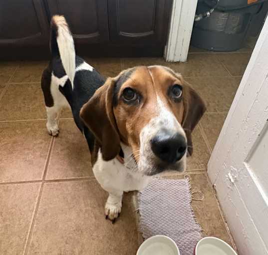 Photo of Buddy