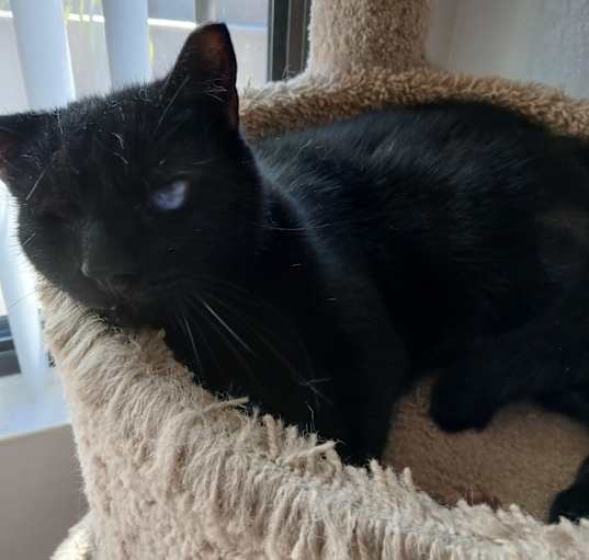 Photo of T'Challa