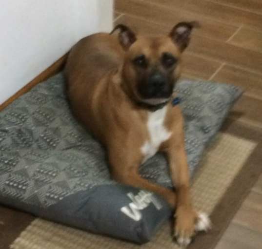 Photo of Roscoe