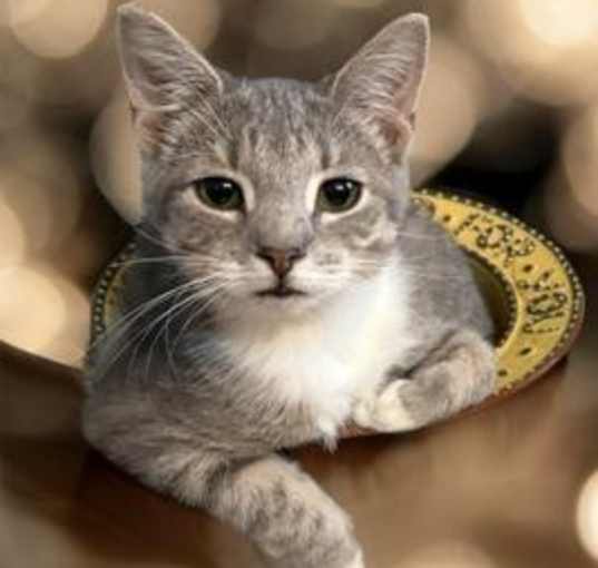 Photo of Paisley