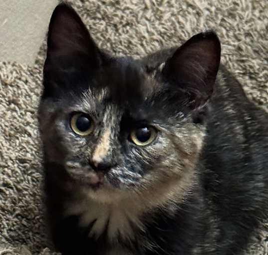 Photo of Ramona