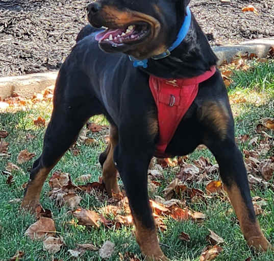 Photo of Bruno