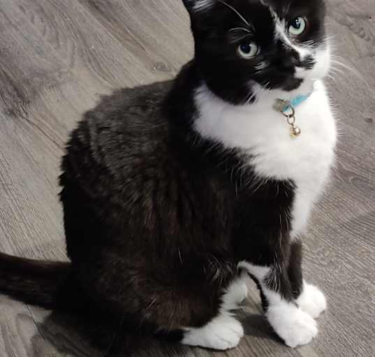 Photo of Lacy