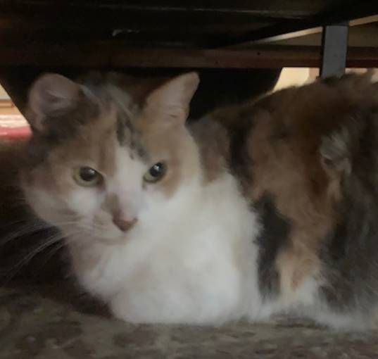 Photo of Cece or Cece Girl