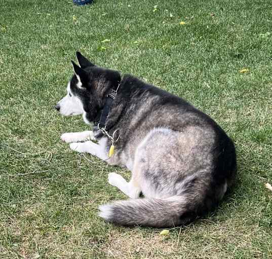 Photo of Milo