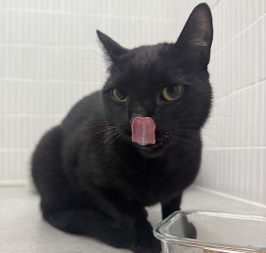 Photo of Sylvester