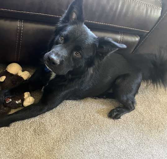 Photo of Draco