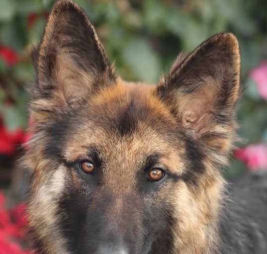 Photo of Lizzy von Lingen