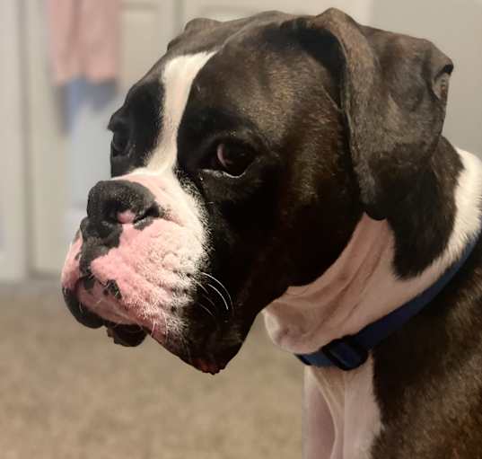 Photo of Remy