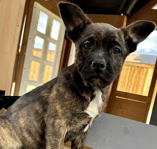Photo of Athena