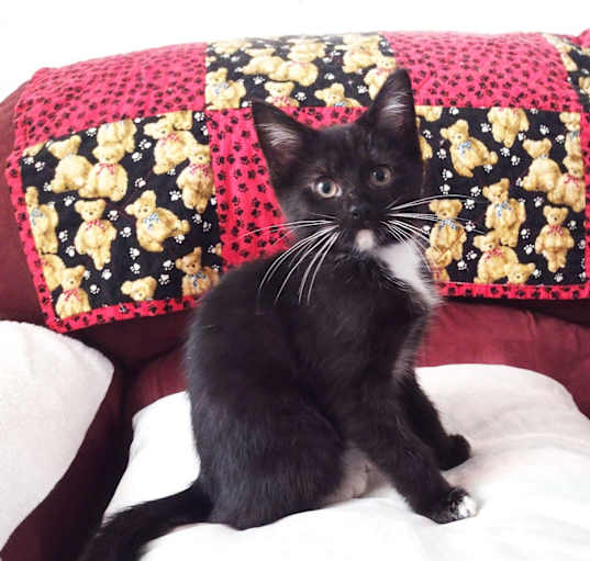 Photo of Luna