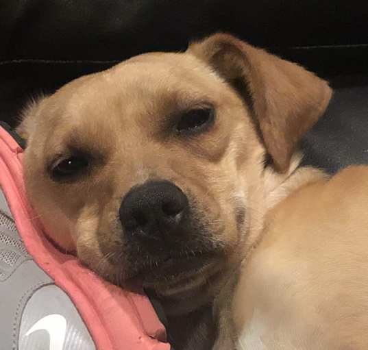 Photo of Bailey