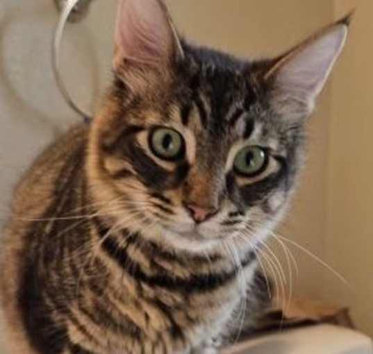 Photo of Cooper
