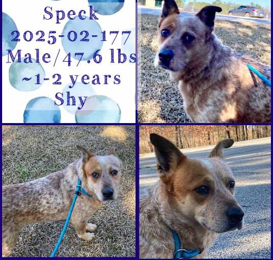 Photo of 2025-02-177 *Speck*