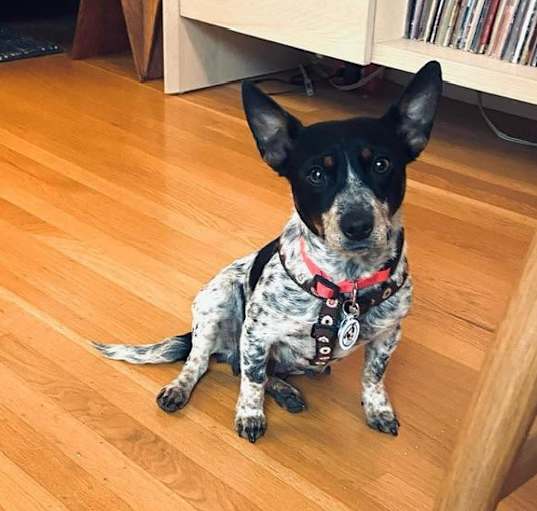 Photo of Gertie
